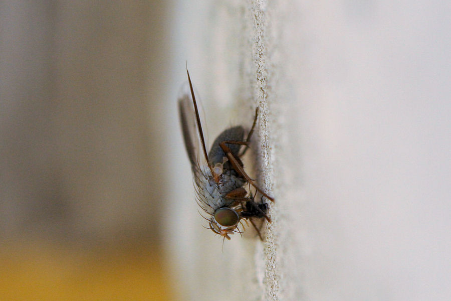 Moschina predatrice: Femmina di Orchisia costata (Muscidae)