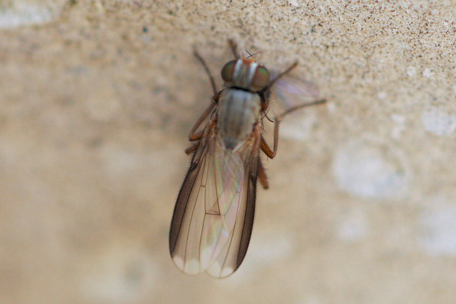 Moschina predatrice: Femmina di Orchisia costata (Muscidae)