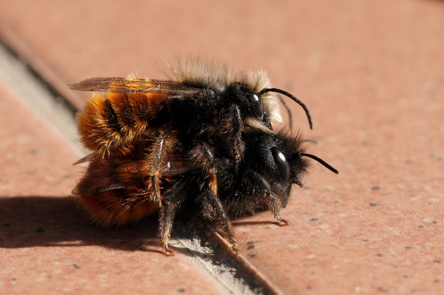 Osmia cornuta: Costruzione nido e nuova generazione