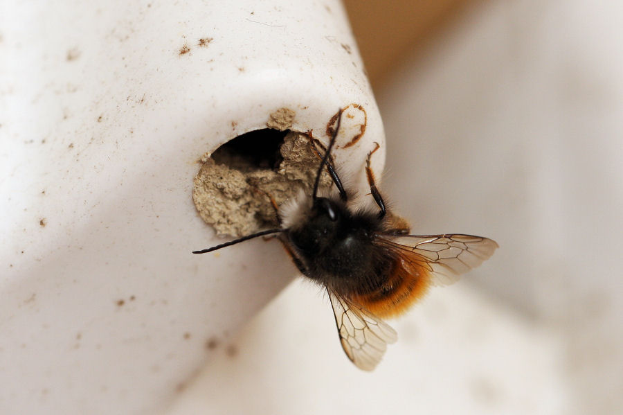 Osmia cornuta: Costruzione nido e nuova generazione