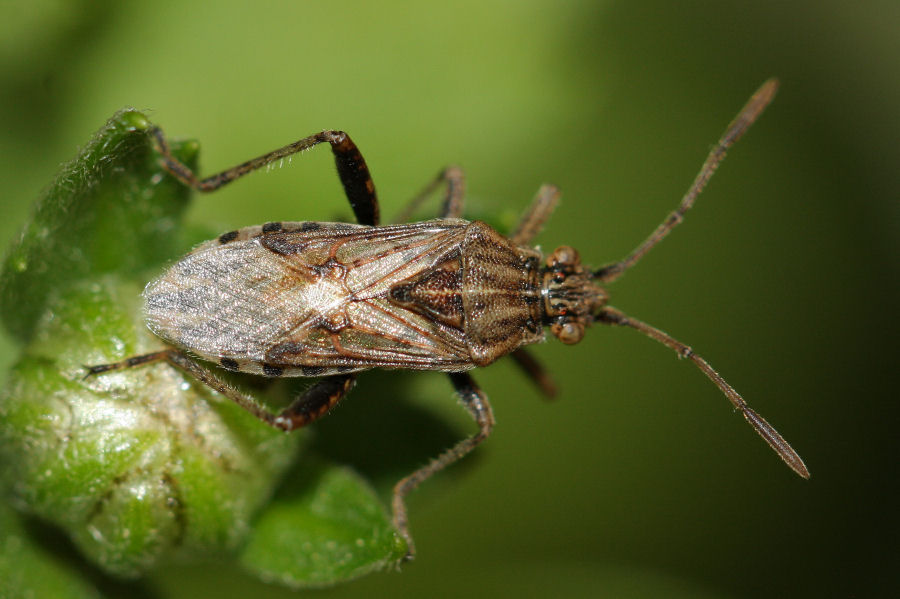 Rhopalidae: Stictopleurus a confronto