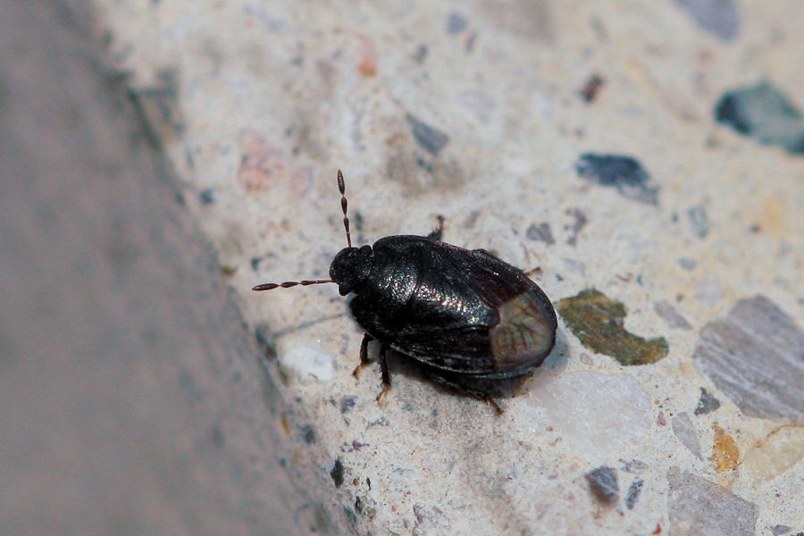 Cydnidae: Ochetostethus sp. dell''Emilia (BO)