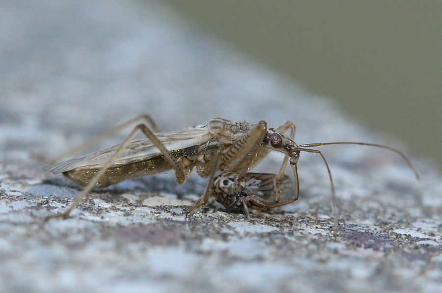 Galleria di insetti predatori e loro prede