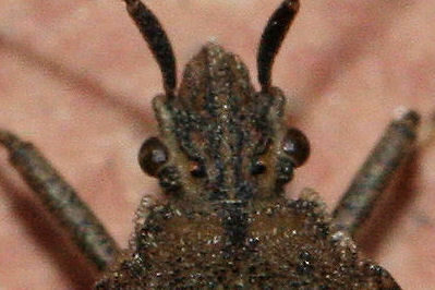 Coreidae: Ceraleptus gracilicornis dell''Emilia (BO)