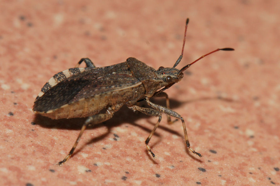 Coreidae: Ceraleptus gracilicornis dell''Emilia (BO)