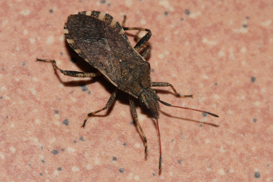 Coreidae: Ceraleptus gracilicornis dell''Emilia (BO)