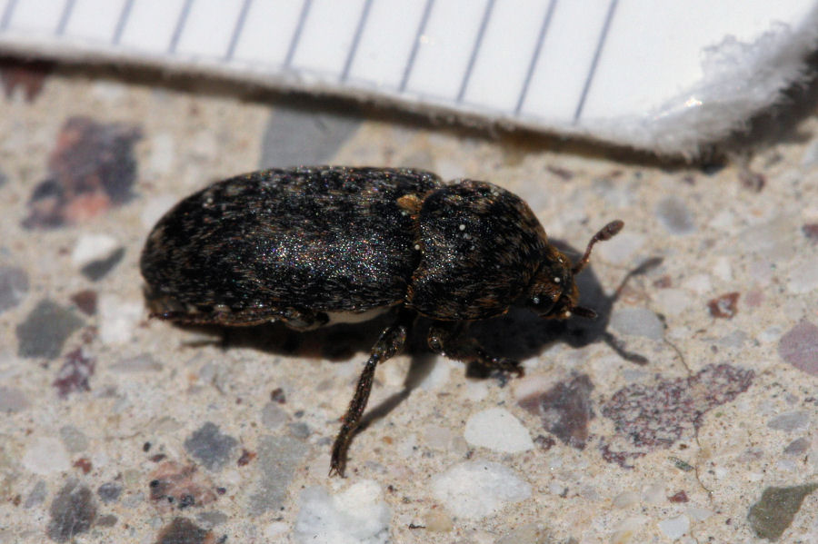 Aiuto id: Dermestes murinus?