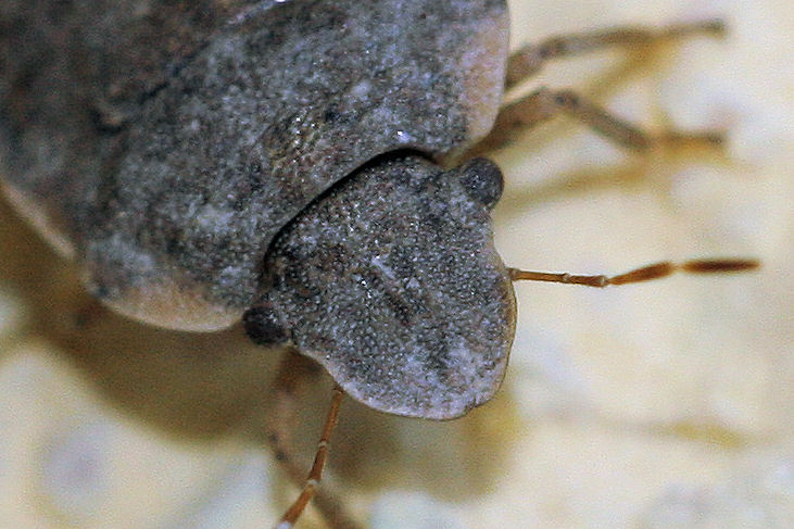 Pentatomide: Sciocoris maculatus - l''eterno dubbio