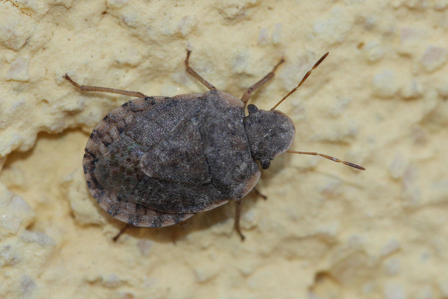 Pentatomide: Sciocoris maculatus - l''eterno dubbio