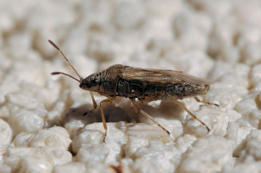 Lygaeidae: Nysius da id.