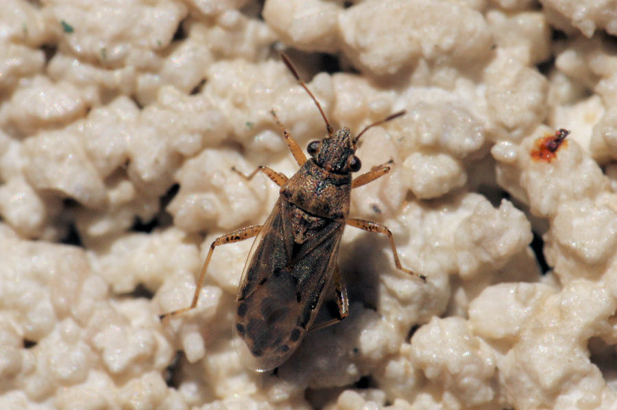 Lygaeidae: Nysius da id.