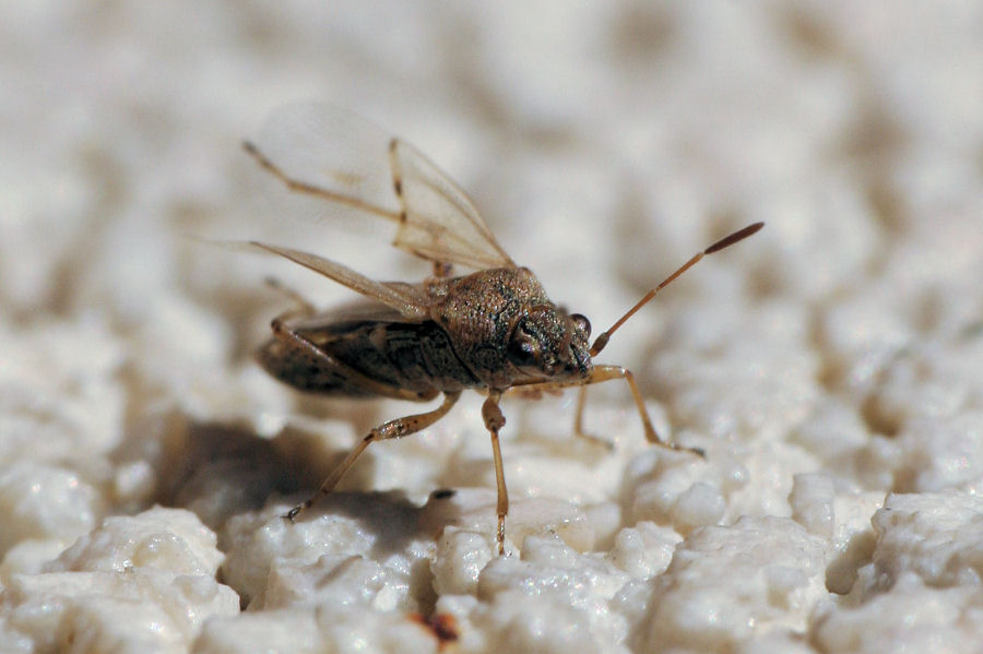 Lygaeidae: Nysius da id.