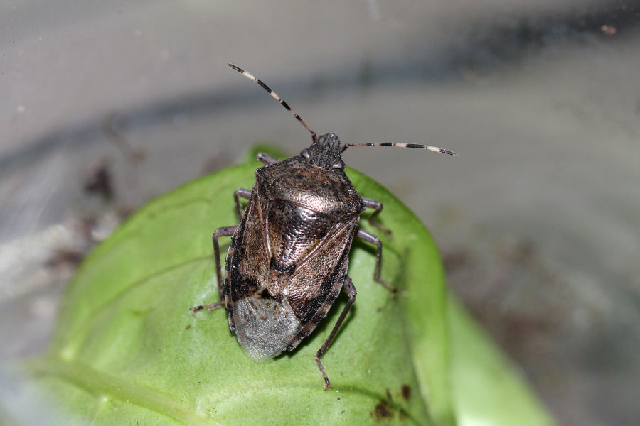 Pentatomidae: Rhaphigaster nebulosa con colorazione insolita