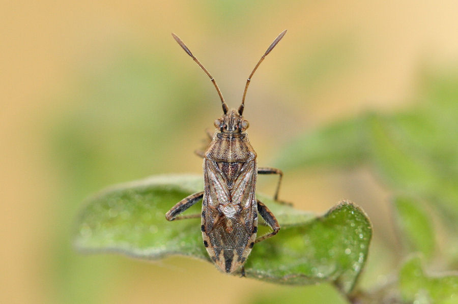 Rhopalidae: Stictopleurus a confronto