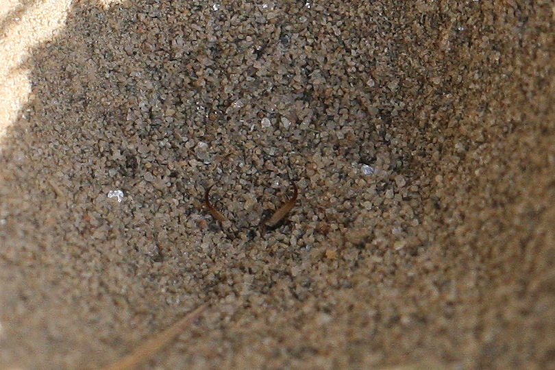 Larva di formicaleone