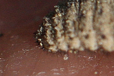 Larva di formicaleone