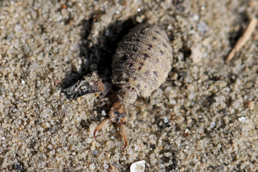 Larva di formicaleone