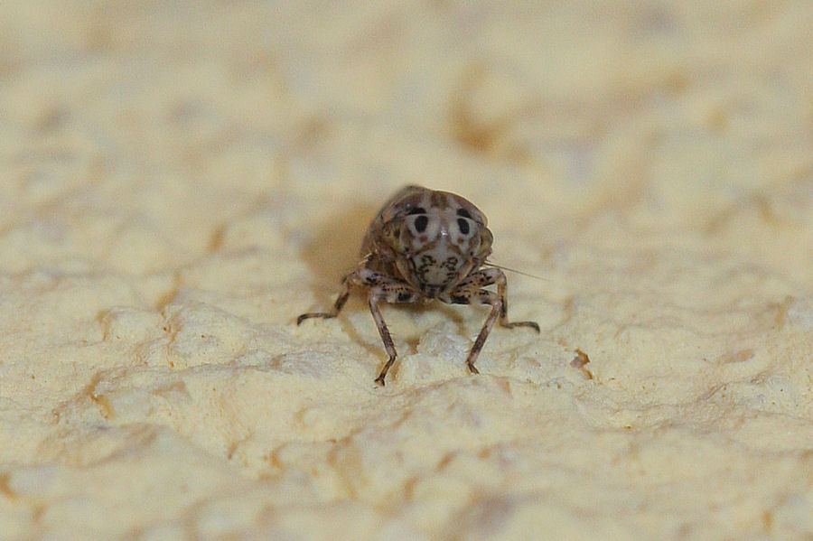 Cicadellidae Agallinae
