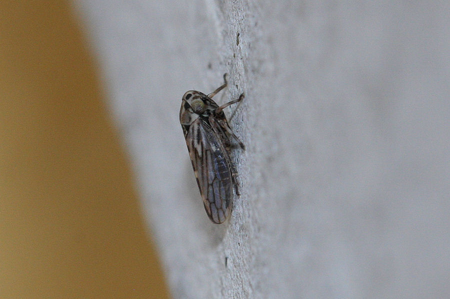 Cicadellidae Agallinae
