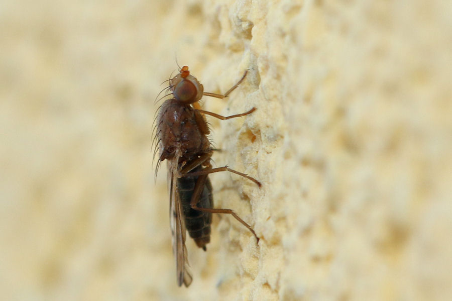 Opomyzidae ? Si. Opomyza florum femmina