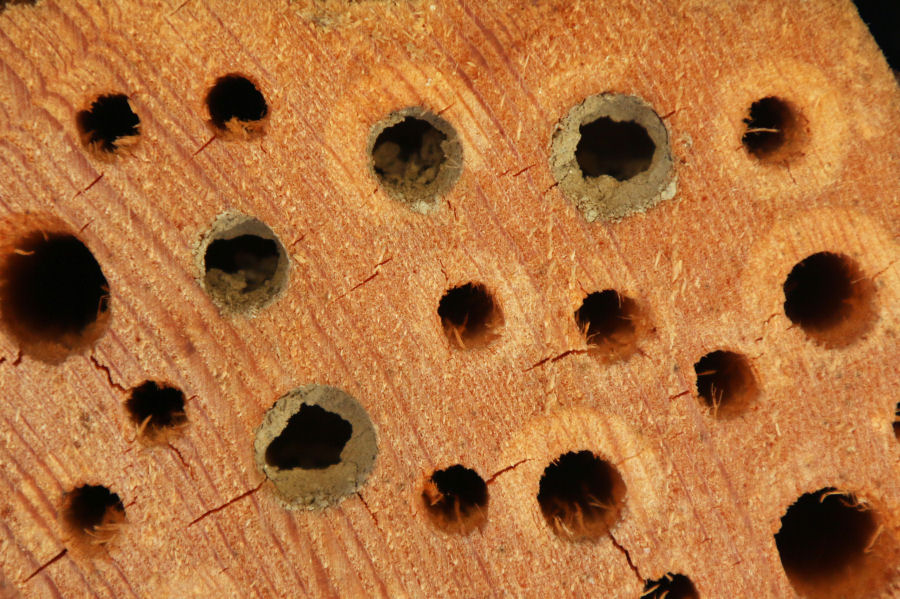 Nidi di Osmia predati