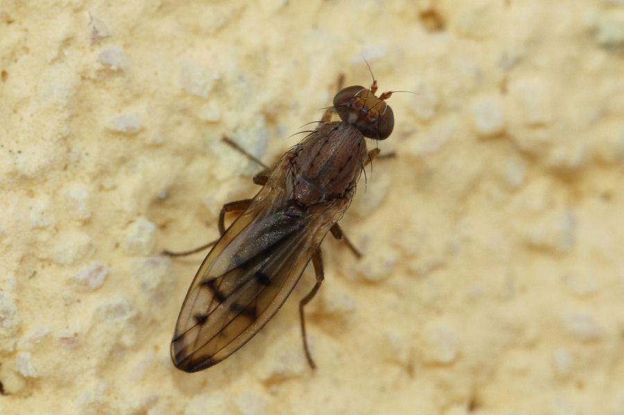 Opomyzidae ? Si. Opomyza florum femmina