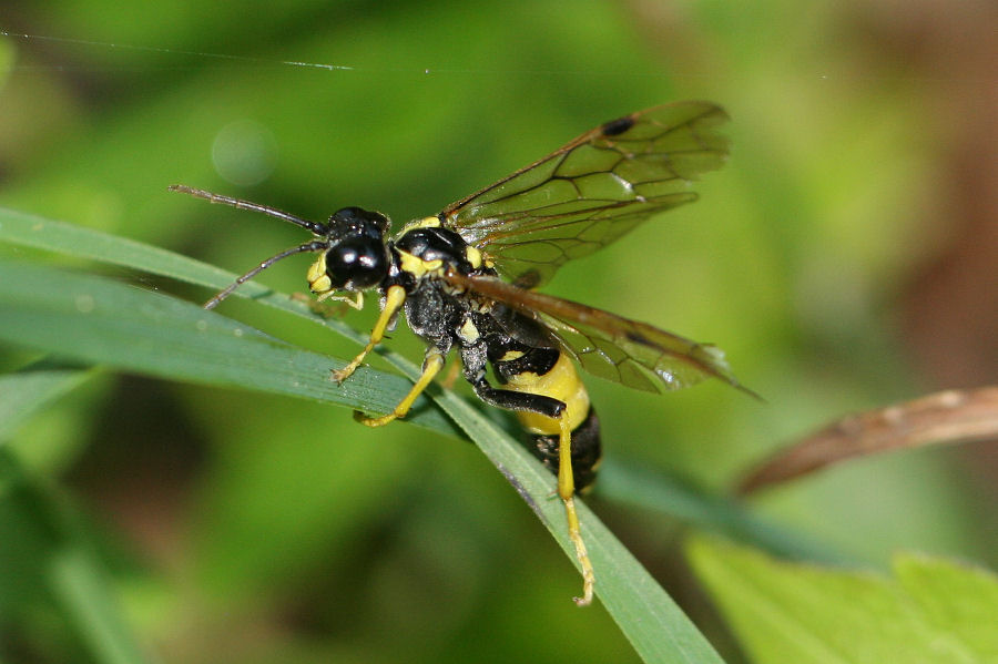 Tenthredo maculata femmina (cf.), Tenthredinidae