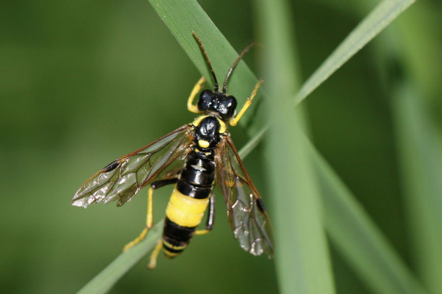 Tenthredo maculata femmina (cf.), Tenthredinidae