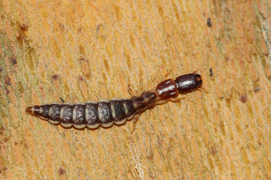 Larva di Parainocellia bicolor