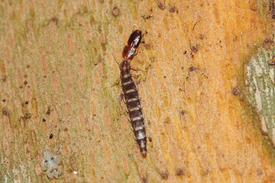 Larva di Parainocellia bicolor