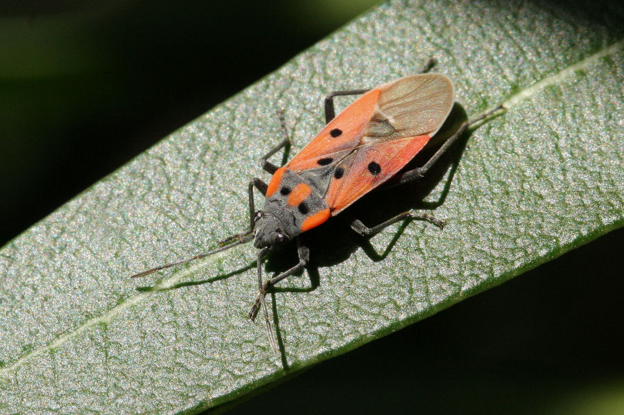 Lygaeidae: Lygaeus creticus dell''Emilia