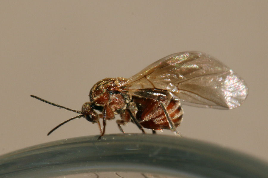 Cynipidae: Andricus conglomeratus