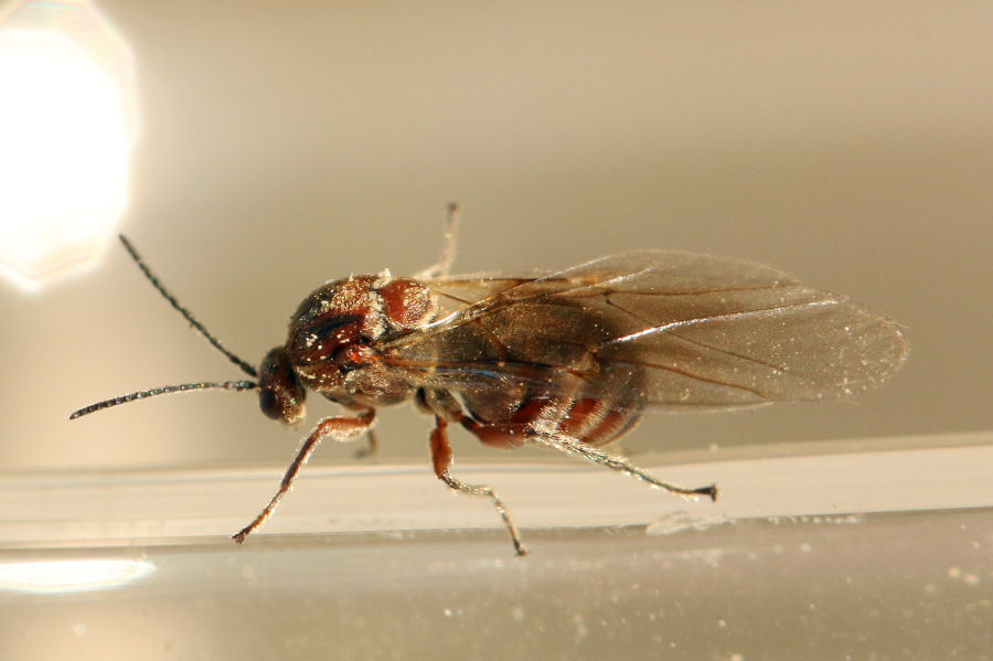 Cynipidae: Andricus conglomeratus