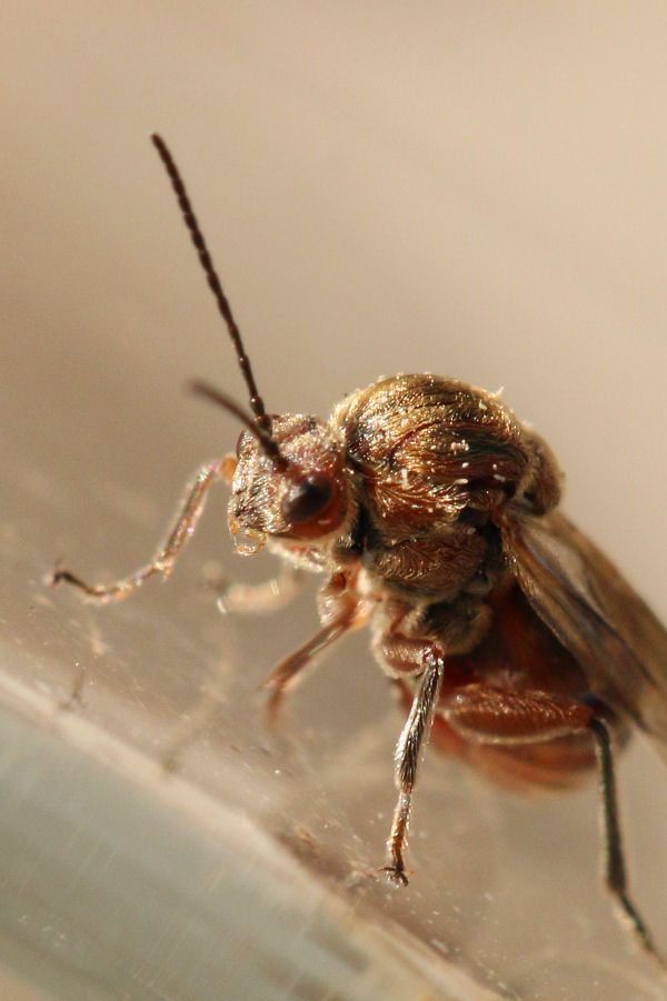 Cynipidae: Andricus conglomeratus