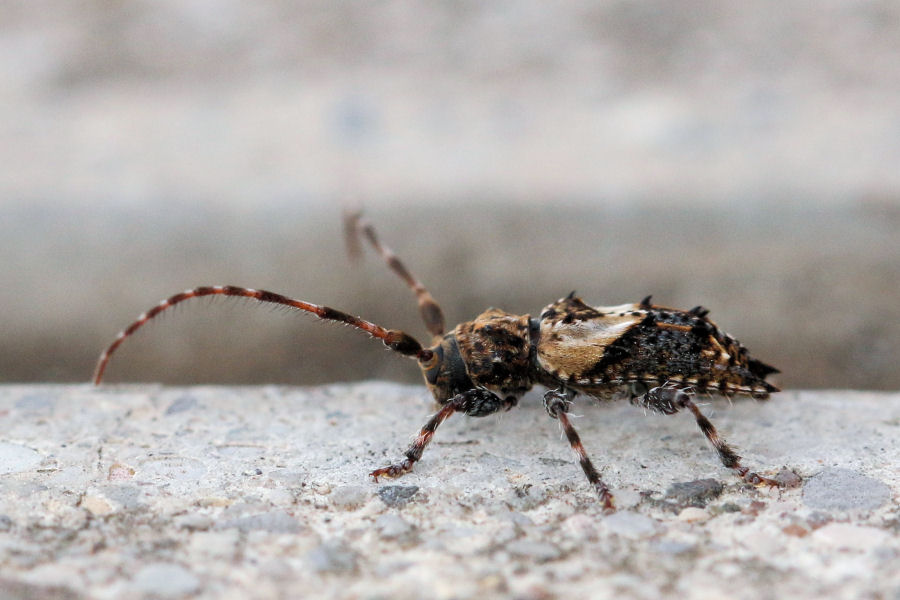 Cerambycidae: Pogonocherus hispidus?   S  !