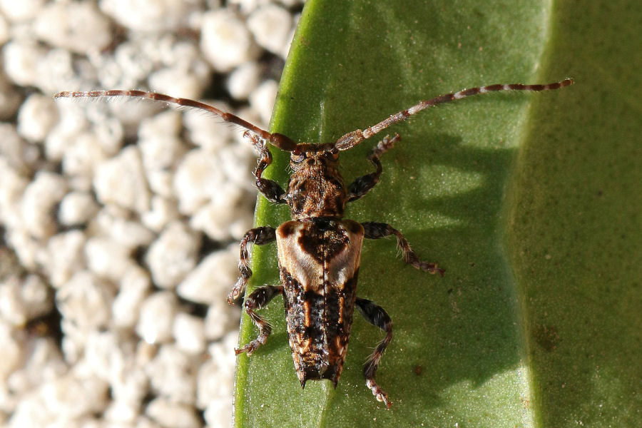 Cerambycidae: Pogonocherus hispidus?   S  !