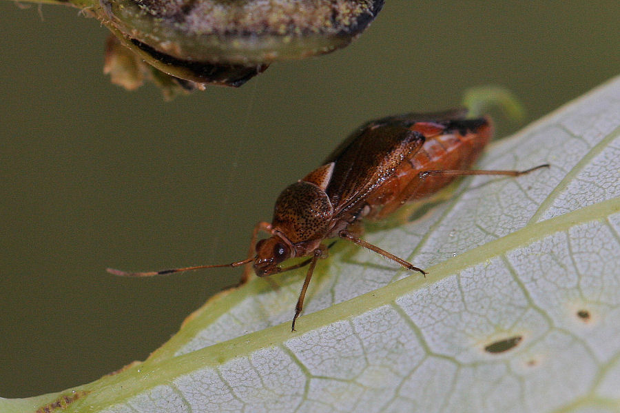 Miridae: Deraeocoris flavilinea dell''Emilia (BO)