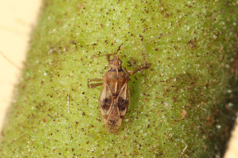 Tingidae: Monosteira unicostata dell''Emilia (BO)