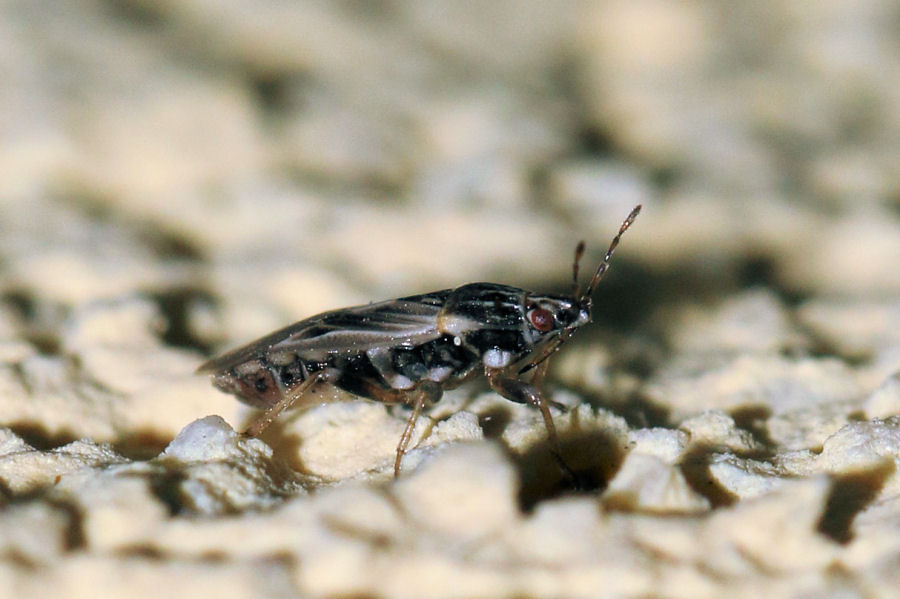 Lygaeidae: Holcocranum saturejae
