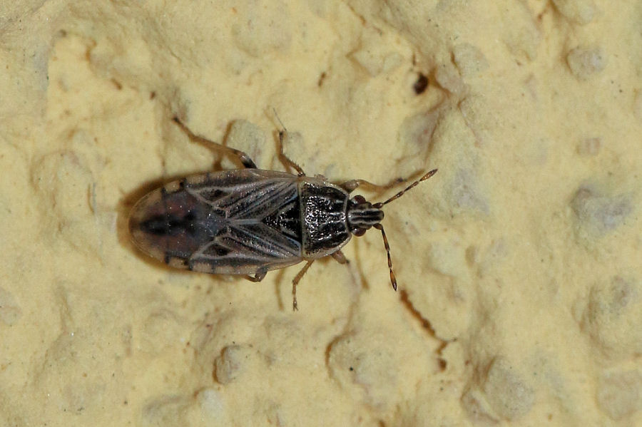 Lygaeidae: Holcocranum saturejae