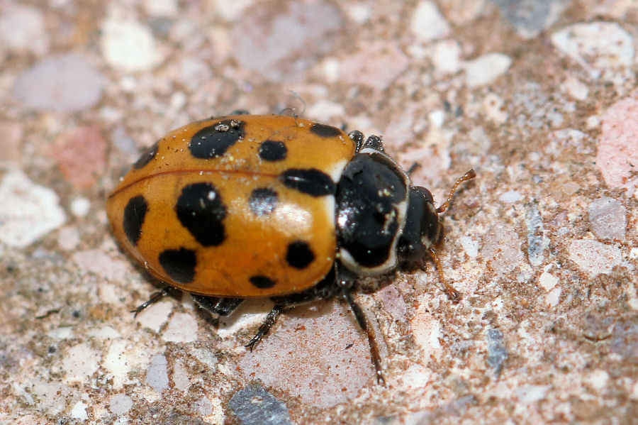 Coccinellidae: Hippodamia variegata? S.