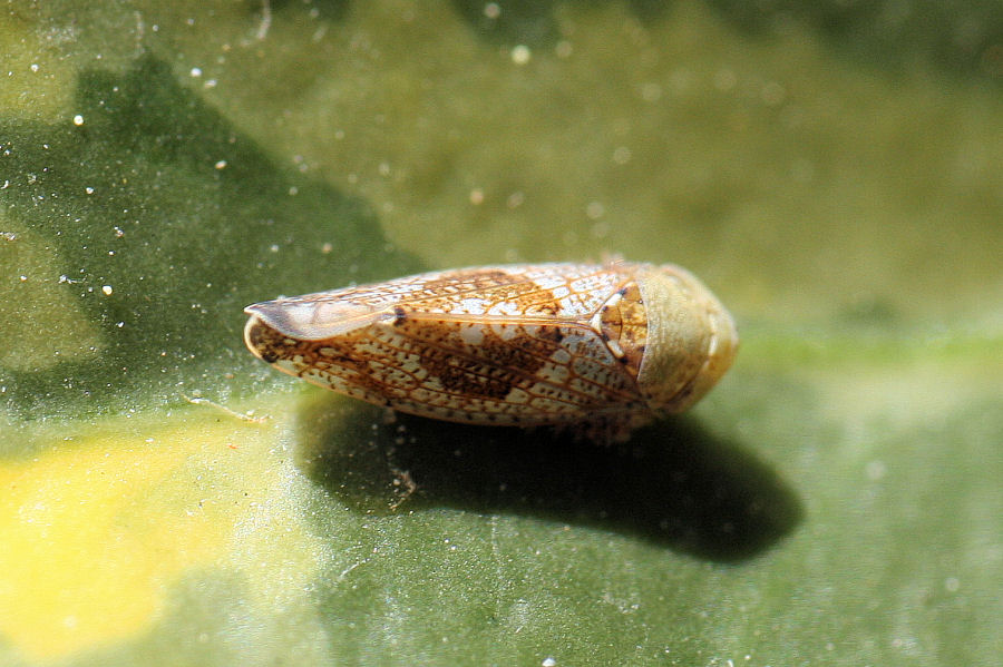 Cicadellidae invernale - Hishimonus hamatus