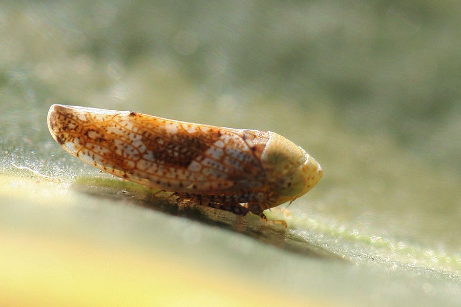 Cicadellidae invernale - Hishimonus hamatus
