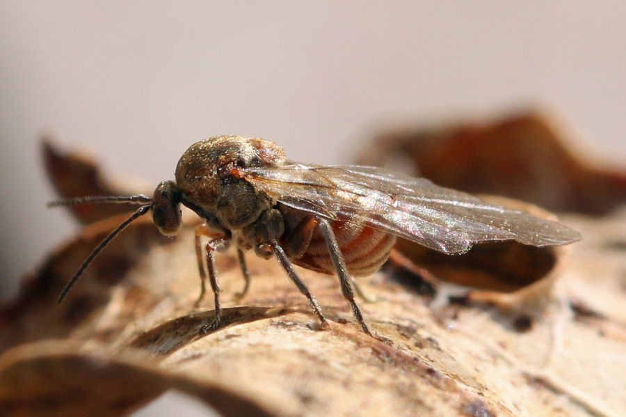 Cynipidae: Andricus conglomeratus