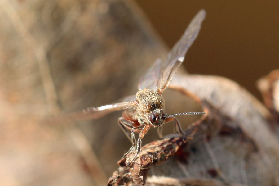 Cynipidae: Andricus conglomeratus