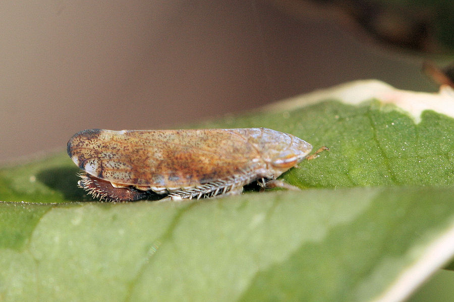 Fieberiella florii deltocefalino