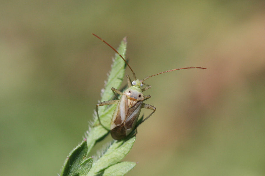 Miridae: Adelphocoris lineolatus f. binotata