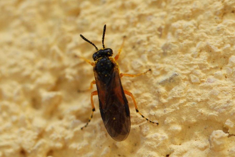 Athalia bicolor, Tenthredinidae