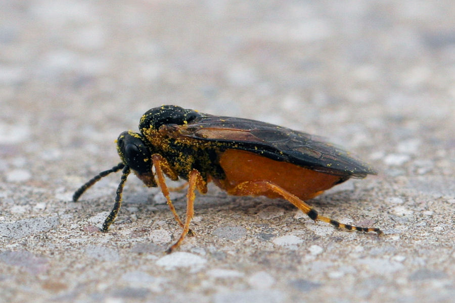 Athalia bicolor, Tenthredinidae