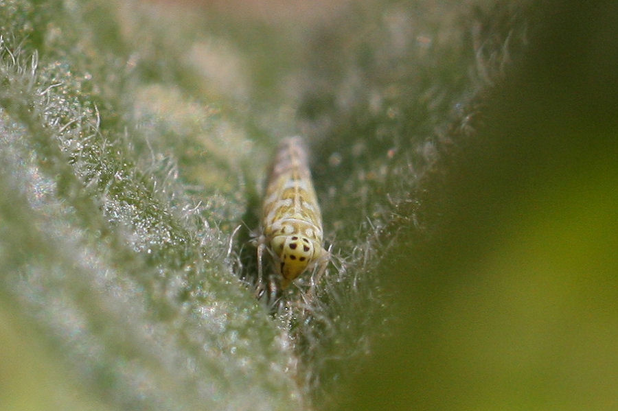 Eupteryx sp. ? Eupteryx zelleri